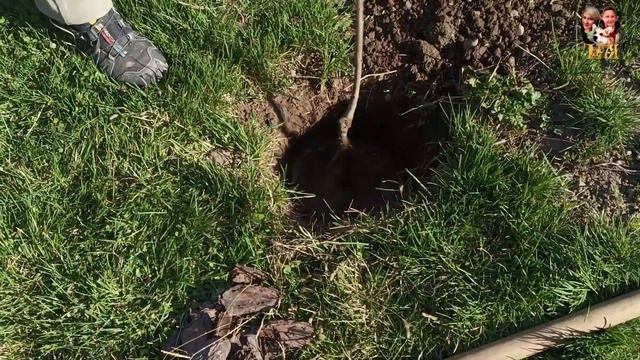 46-23! Дач\влог,ч.3: удобряю розы и Юкки, курица не отходит, Максим посадил Чкалова 🌹 смотреть онлайн