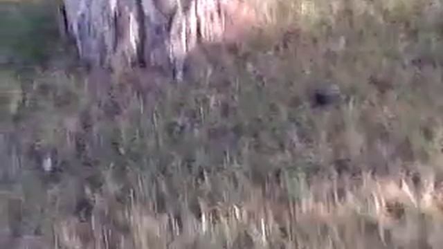 Котята на прогулке смотреть онлайн