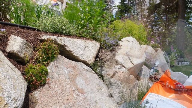 Planting Erigeron Daisies and other Perennials in my Rock Wall смотреть онлайн