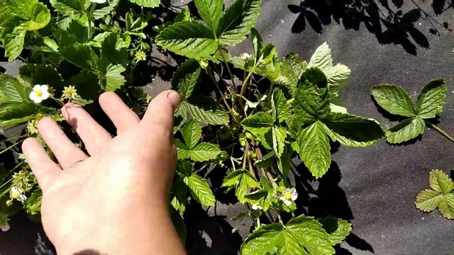 Земляника ремонтантная из семян Али-Баба и Ксюша. смотреть онлайн