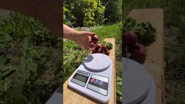 Редис-Гигант! Масса плода даже больше, чем заявляет производитель!?Редис СТЕЛЛАР?? смотреть онлайн