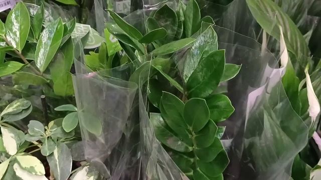 ??Леруа Мерлен?Цветочная Прогулка?? смотреть онлайн