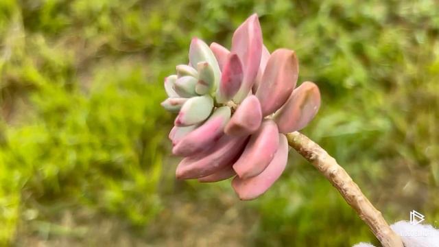 Graptosedum Bronze (Gilva) variegated смотреть онлайн