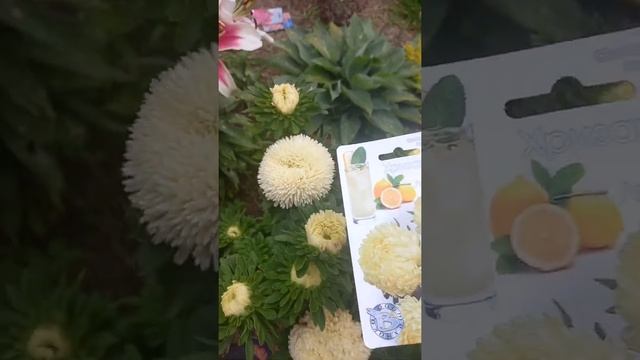 Обзор астры китайской Хризантелла и Дракон