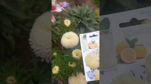 Обзор астры китайской Хризантелла и Дракон