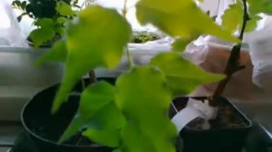 Абрикос. Выращивание из косточки 2021.