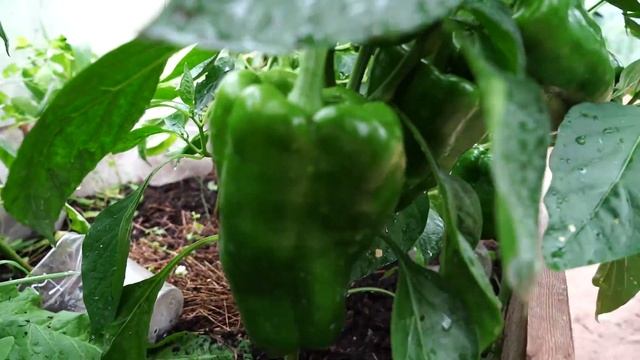 Лучшие сорта  сладкого перца.  Перец Хаски, Болгарская ратунда и перец питон.
