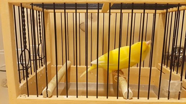 Malinua ,Malinois,Waterslager canary . смотреть онлайн