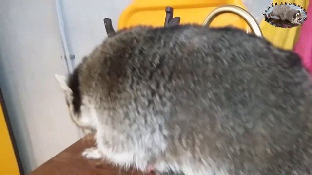 чем бы еноту заняться во время перерыва в съёмках сериала ? смотреть онлайн