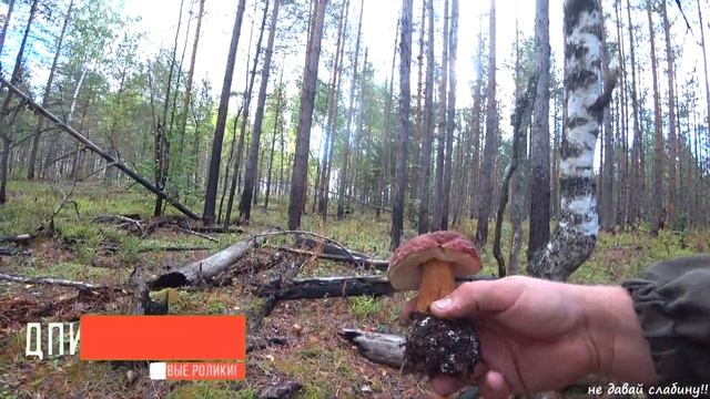 ГРИБЫ !!! ЛЕНИНГРАДСКАЯ ОБЛАСТЬ ! ВЫБОРГСКИЙ РАЙОН смотреть онлайн