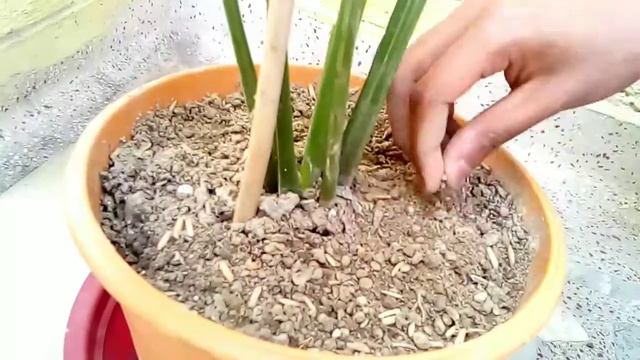 Nice houseplant peace LILY смотреть онлайн