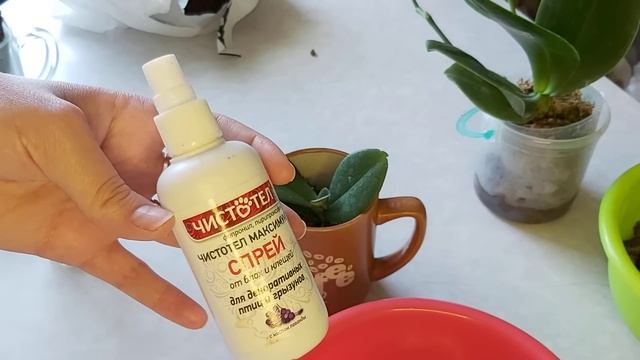 Получили орхидеи по почте? Тогда вам ОБЯЗАТЕЛЬНО нужно посмотреть это видео 1,7 пересадка уход смотреть онлайн