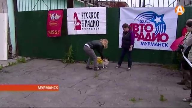 27.07.2015 Смайлик Матильда и другие дворняжки смотреть онлайн