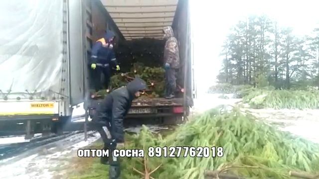 Сосна новогодняя оптом ☎️89127762018 ➡️ Telegram: https://t.me/elkirussia смотреть онлайн