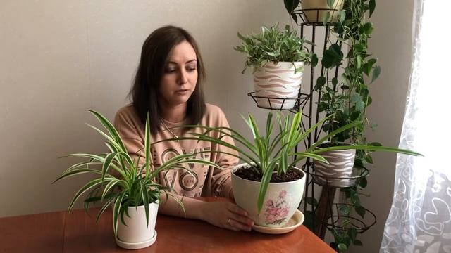 Уход за хлорофитумом смотреть онлайн