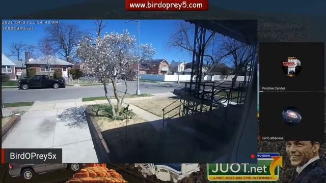 Waterlily  Magnolia Tree Live