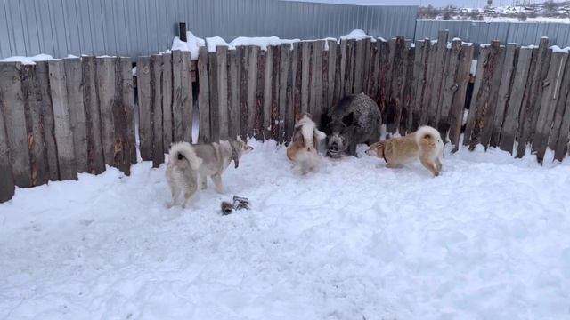 Притравка по кабану Шорох и Шалунья 1.2 года Шнырка 1 год 7.02.2022г. смотреть онлайн