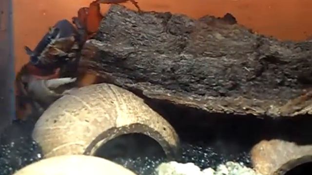 Крабик спрятался смотреть онлайн