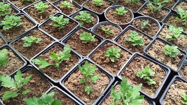 Крупноцветковая горшечная хризантема. Состояние на 9.06.2022. смотреть онлайн