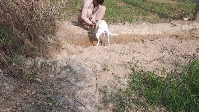 Man Fun With Cute Dogs At Dairy Farm House New Videos 2022 смотреть онлайн