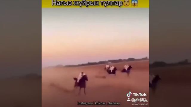 Скакун Арабский лошадь смотреть онлайн