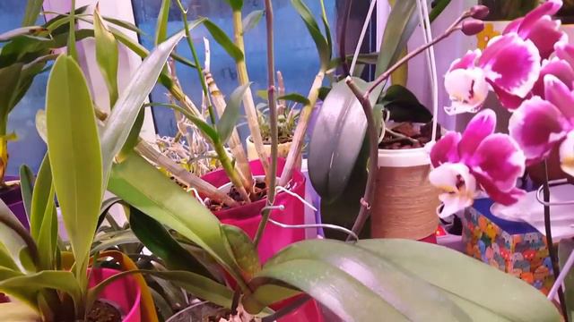 Чудесные орхидеи! Цветение февраля. смотреть онлайн