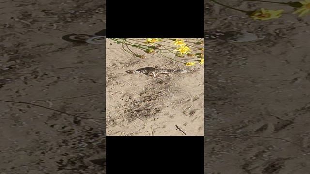 ушастая ящерица смотреть онлайн