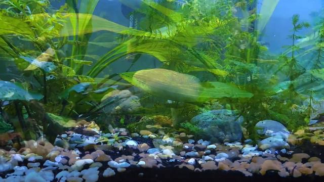 Dwarf Cichlids and Tetras Feeding смотреть онлайн