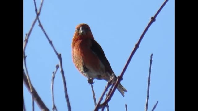 Клесты  Март