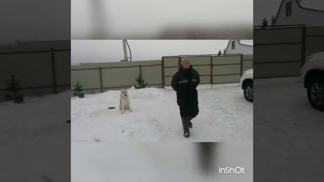 Дрессировка, послушка САО (Среднеазиатская овчарка Байбури Шанди Майсун). смотреть онлайн