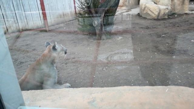 ДИКИЕ КОШКИ.ДРАМАТИЧНАЯ ИСТОРИЯ ПУМЫ ЛАКИ.ЦЕНА КОШАЧЬЕГО ЛЮБОПЫТСТВА. ИСТОРИИ ПРО ЖИВОТНЫХ. смотреть онлайн