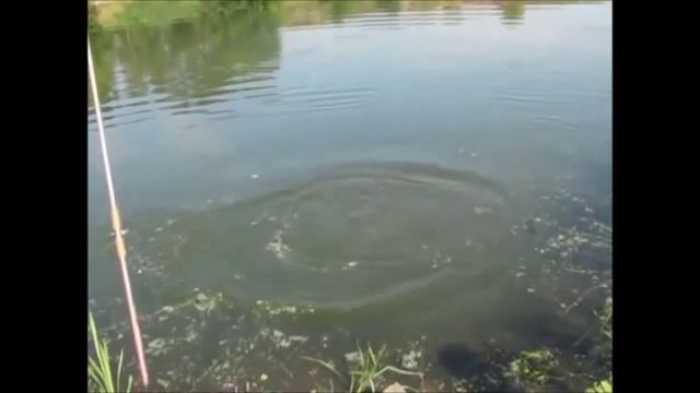 Рыбаки ловили рыбу, а поймали ... слоняру! | Отдых по полной | Мир интересного смотреть онлайн