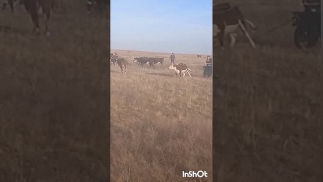 соврменный ковбой
