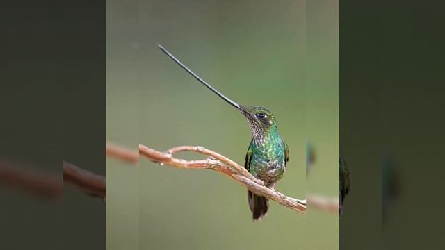 Колибри смотреть онлайн