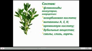 Спорыш Лечебные свойства