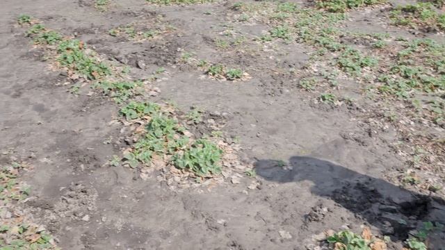 Как зимуют разные сорта клубники. Уход за клубникой весной. смотреть онлайн