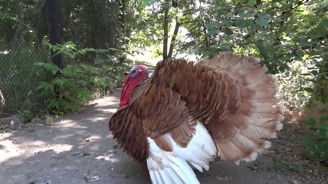 Wild turkey?Meleagris gallopavo✅Индейка домашняя смотреть онлайн
