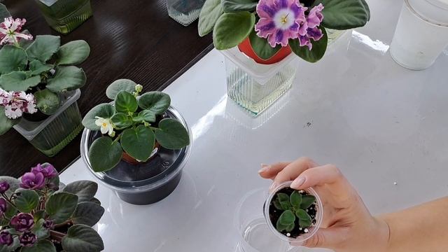 Разновидности фиалок, в какой горшок посадить фиалку.