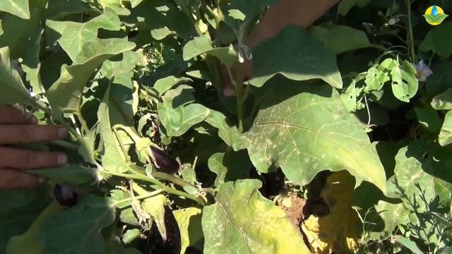 НАЙТ ЛЕДИ F1 - РАННИЙ, УРОЖАЙНЫЙ, УСТОЙЧИВЫЙ БАКЛАЖАН (03-07-2019) смотреть онлайн