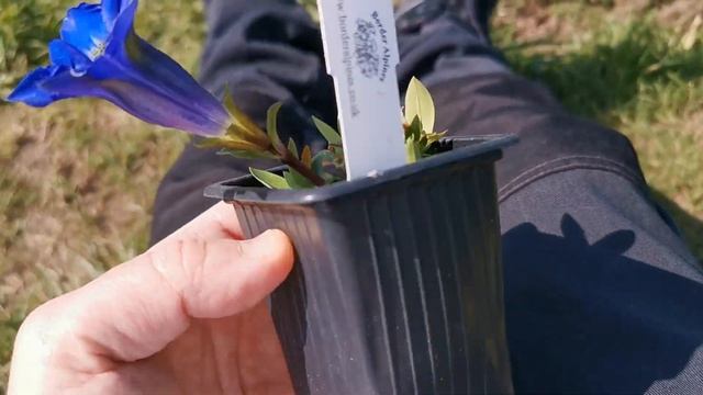 Starting growing Gentiana acaulis, the blue-flowered stemless gentian: an iconic alpine plant смотреть онлайн