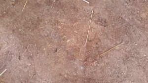 Пол в сарае для коз