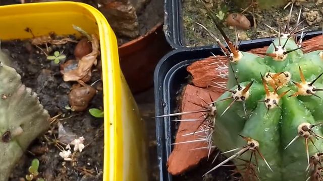 Молчаливая опылительница кактуса Astrophytum ornatum в России смотреть онлайн