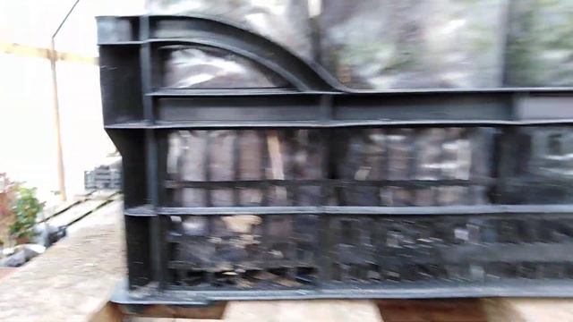 Полив роз в горшке и как выглядит яблоня "Ред Кетти". смотреть онлайн