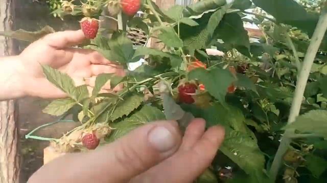 Малина Химбо Топ: первые ягоды смотреть онлайн