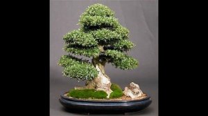 какой бонсай выбрать