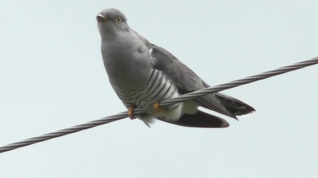 Кукушка на проводе. Голос кукушки ( Cuculus canorus ) смотреть онлайн