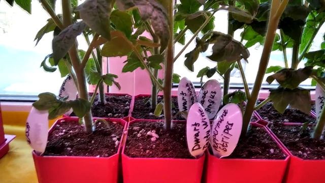 Кто сказал, что томатные гномы - тугодумы? смотреть онлайн