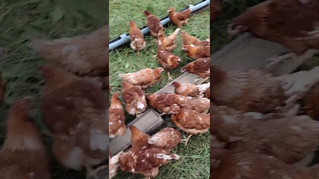 Пастбищные Куры-Несушки. смотреть онлайн