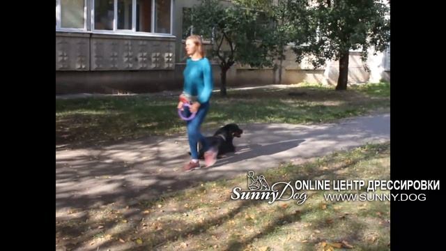 Как дрессировать ротвейлера дома? Как правильно воспитывать ротвейлера? смотреть онлайн