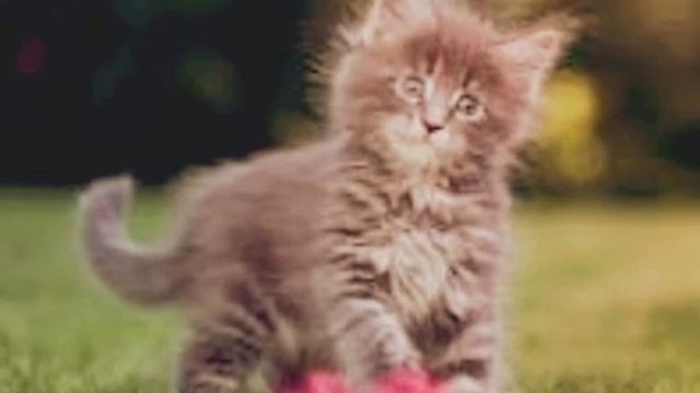 Котики и объявления смотреть онлайн